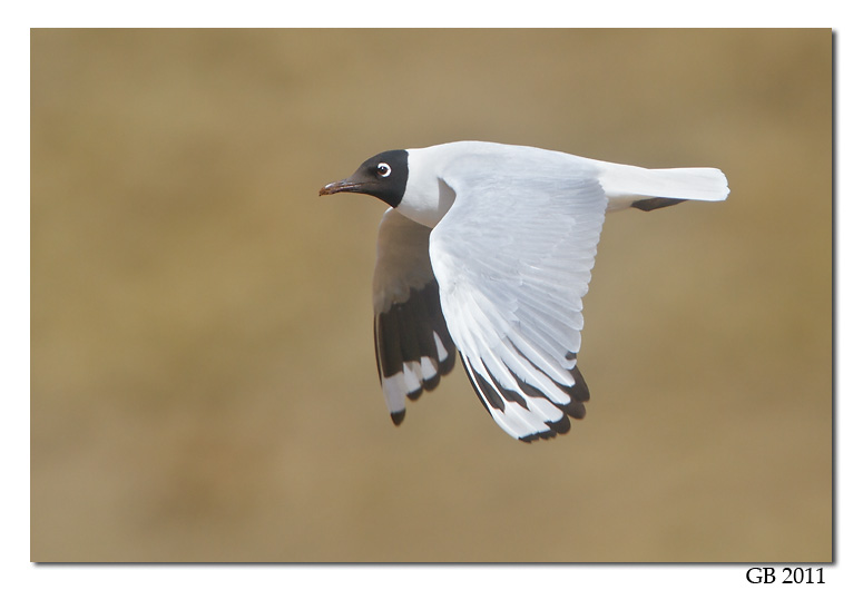 ANDEAN GULL
